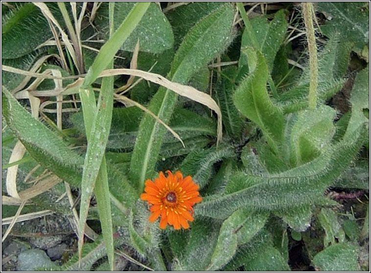 Fox and Cubs, Pilosella aurantiaca, Searbh dearg