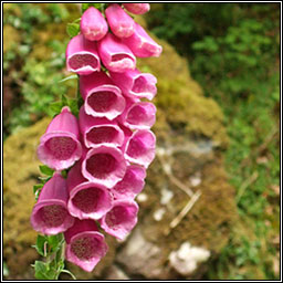 Foxglove, Digitalis purpurea, Lus mr