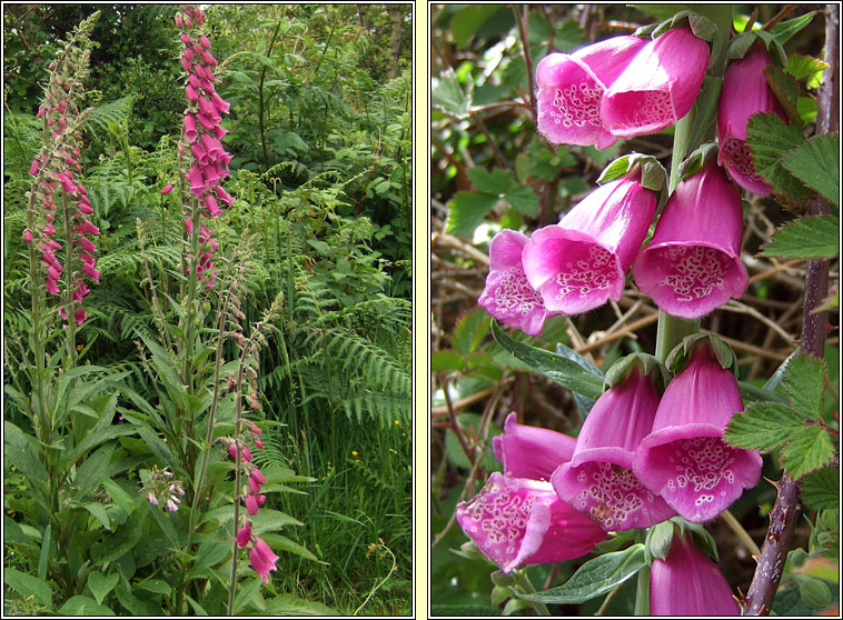 Foxglove, Digitalis purpurea, Lus mr