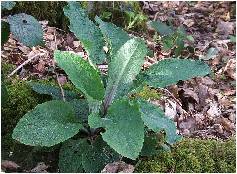 Foxglove, Digitalis purpurea, Lus mr