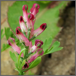 Fumitory, Fumaria officinalis, Camn searraigh dge