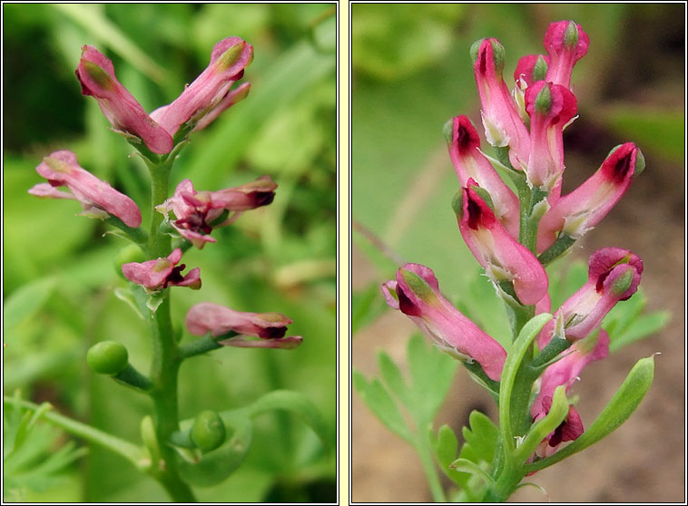 Fumitory, Fumaria officinalis, Camn searraigh dge