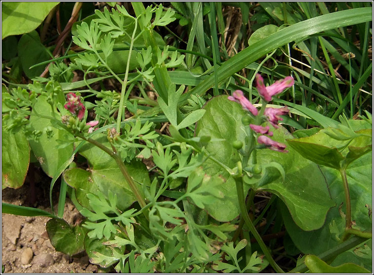 Fumitory, Fumaria officinalis, Camn searraigh dge