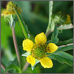 Wood Avens, Geum urbanum, Macall coille