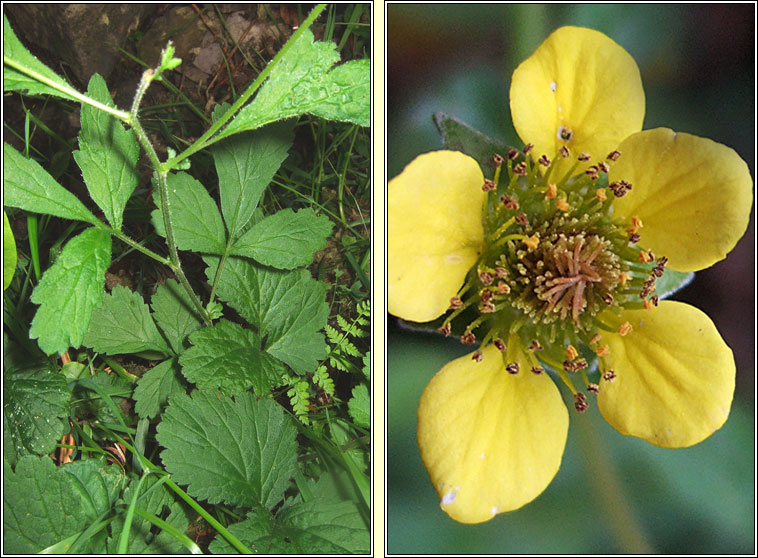 Wood Avens, Geum urbanum, Macall coille