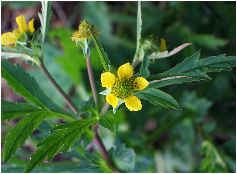 Wood Avens, Geum urbanum, Macall coille