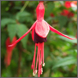 Fuchsia, Fuchsia magellanica, Fiise