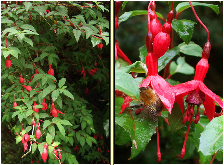 Fuchsia, Fuchsia magellanica, Fiise