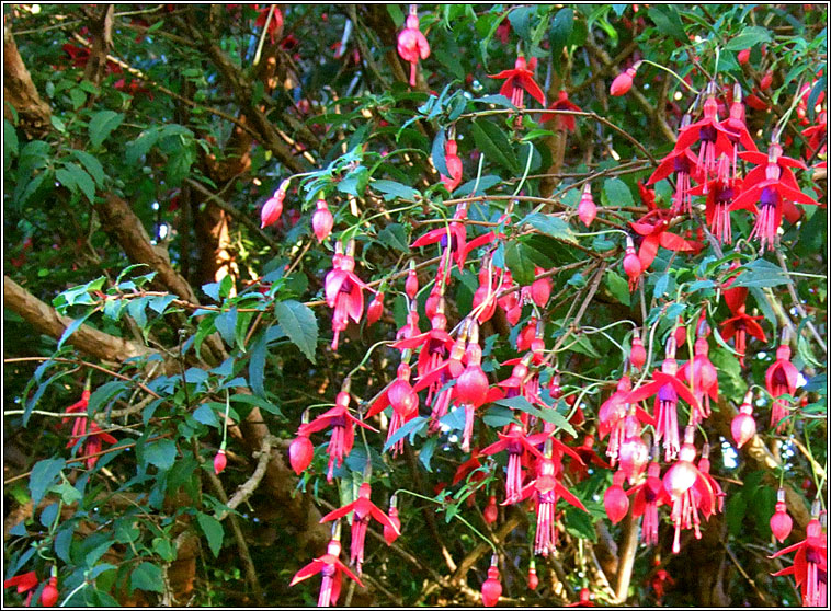 Fuchsia, Fuchsia magellanica, Fiise