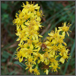 Goldenrod, Solidago virgaurea, Slat ir