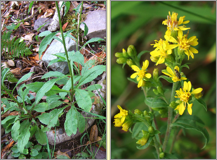 Goldenrod, Solidago virgaurea, Slat ir