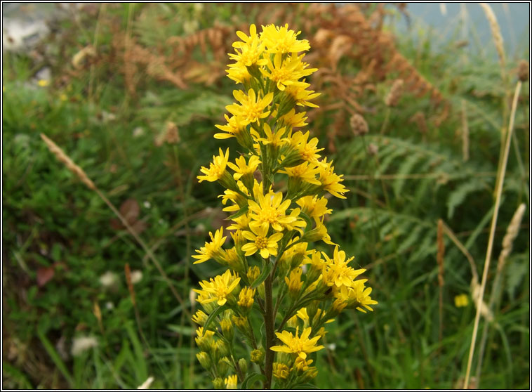 Goldenrod, Solidago virgaurea, Slat ir