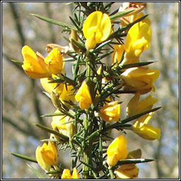 Gorse, Ulex europaeus, Aiteann gallda