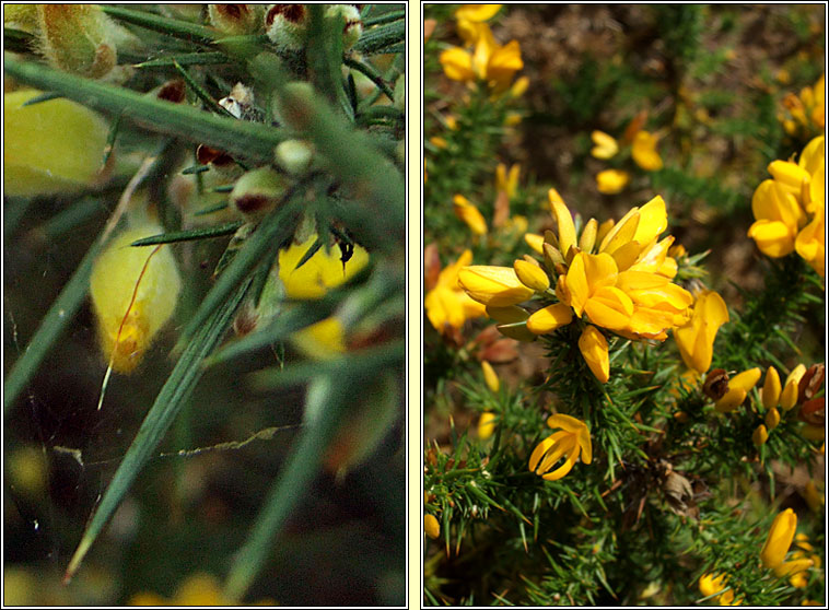 Gorse, Ulex europaeus, Aiteann gallda