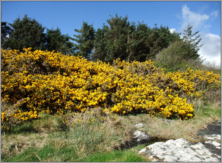 Gorse, Ulex europaeus, Aiteann gallda