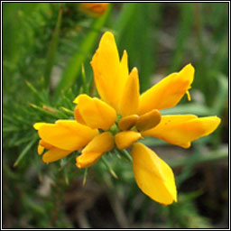 Western Gorse, Ulex gallii, Aiteann gaelach