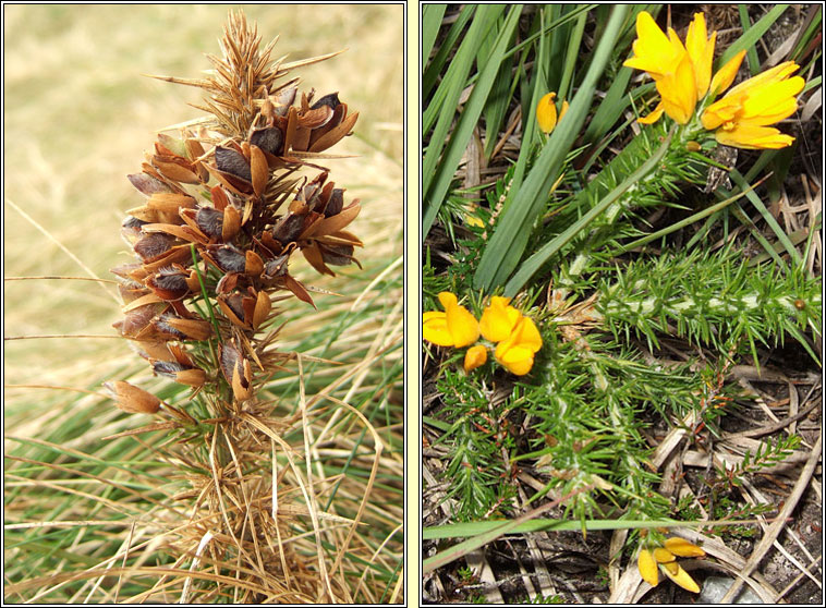 Western Gorse, Ulex gallii, Aiteann gaelach