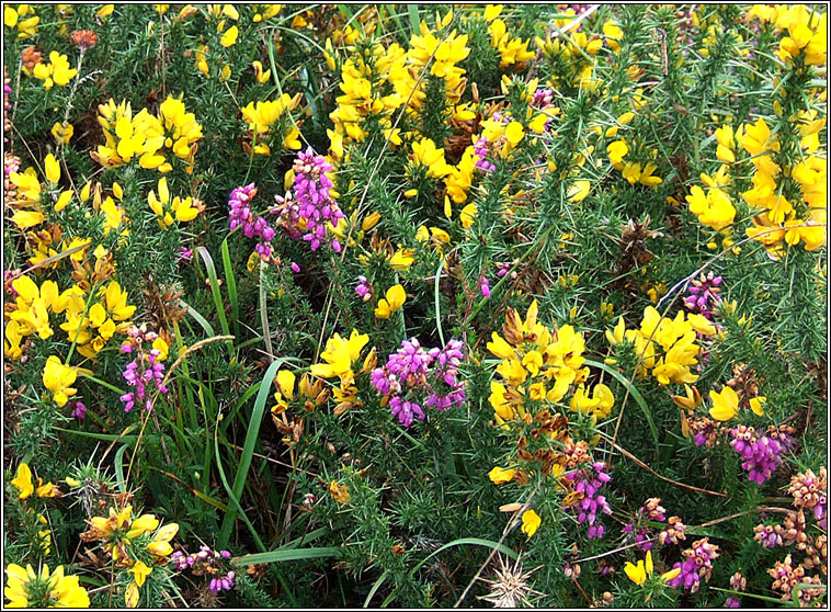 Western Gorse, Ulex gallii, Aiteann gaelach