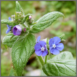 Green Alkanet, Pentaglottis sempervirens, Boglas spinneach