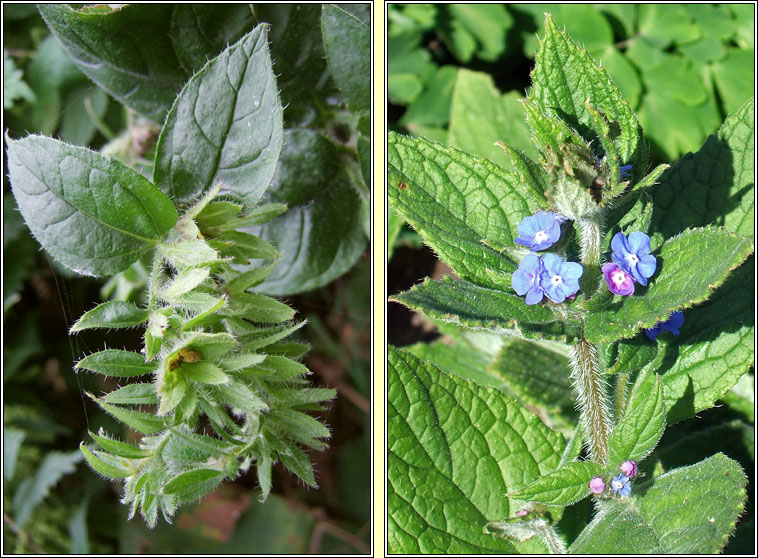 Green Alkanet, Pentaglottis sempervirens, Boglas spinneach