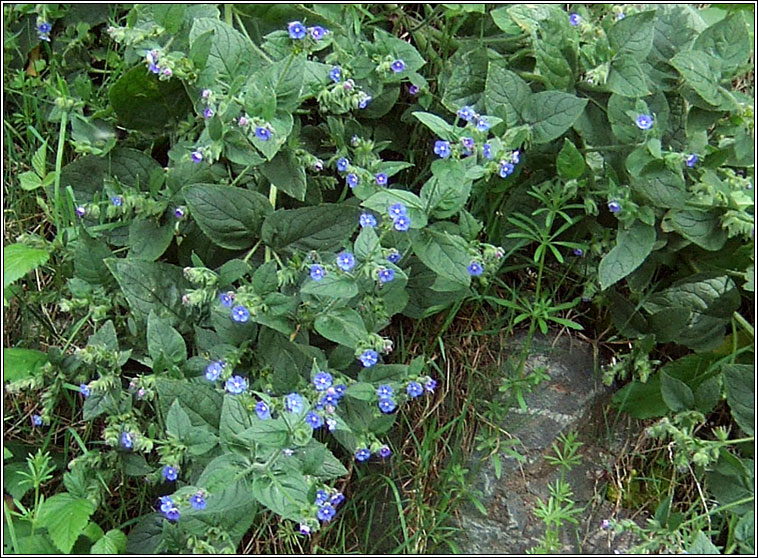 Green Alkanet, Pentaglottis sempervirens, Boglas spinneach