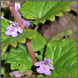 Ground-ivy, Glechoma hederacea, Athair lusa