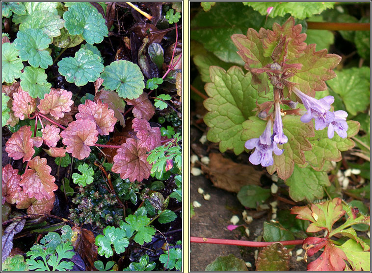 Ground-ivy, Glechoma hederacea, Athair lusa