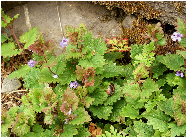 Ground-ivy, Glechoma hederacea, Athair lusa