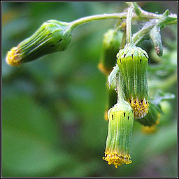 Groundsel, Senecio vulgaris, Grnlas