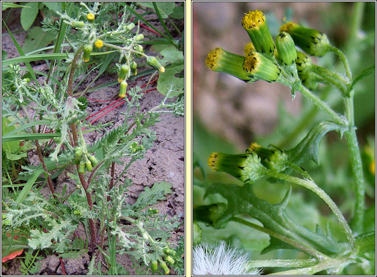 Groundsel, Senecio vulgaris, Grnlas