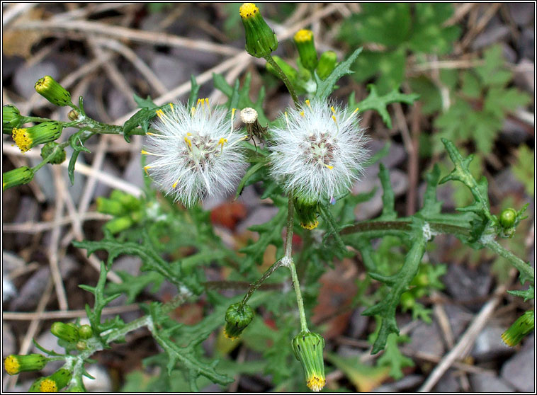 Groundsel, Senecio vulgaris, Grnlas