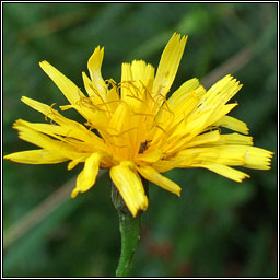 Autumn Hawkbit, Leontodon autumnalis, Caisearrbhn caol dearg