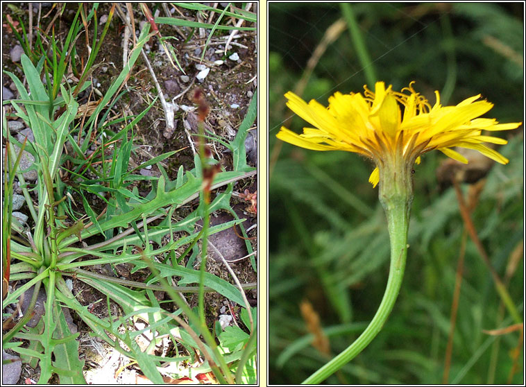 Autumn Hawkbit, Leontodon autumnalis, Caisearrbhn caol dearg