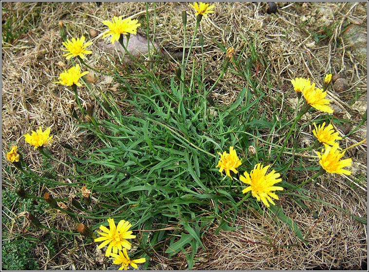 Autumn Hawkbit, Leontodon autumnalis, Caisearrbhn caol dearg