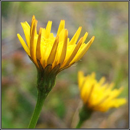 Lesser Hawkbit, Leontodon saxatilis, Crg phortin bheag