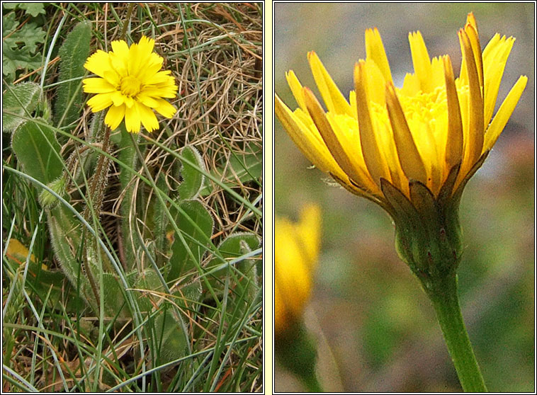 Lesser Hawkbit, Leontodon saxatilis, Crg phortin bheag