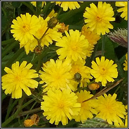 Smooth Hawksbeard, Crepis capillaris, Lus cran min