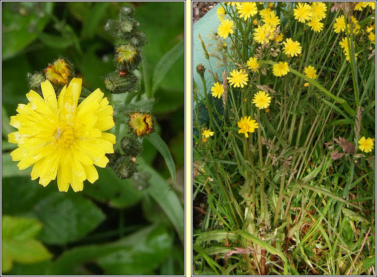 Smooth Hawksbeard, Crepis capillaris, Lus cran min