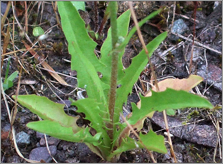 Smooth Hawksbeard, Crepis capillaris, Lus cran min