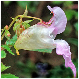 Himalayan Balsam, Impatiens glandulifera, Lus na plisce