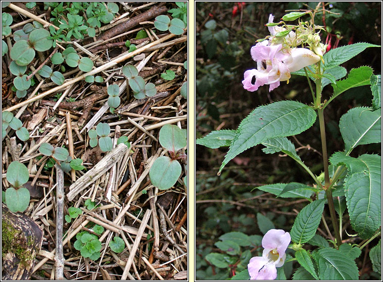 Himalayan Balsam, Impatiens glandulifera, Lus na plisce