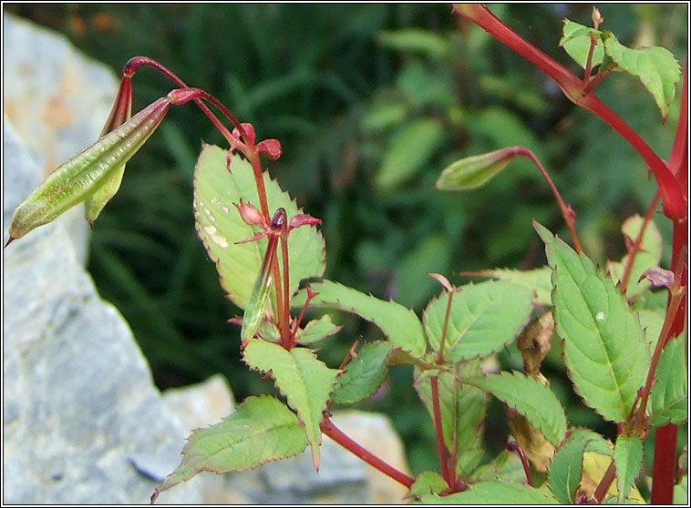 Himalayan Balsam, Impatiens glandulifera, Lus na plisce