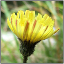 Mouse-ear Hawkweed, Pilosella officinarum, Searbh na muc