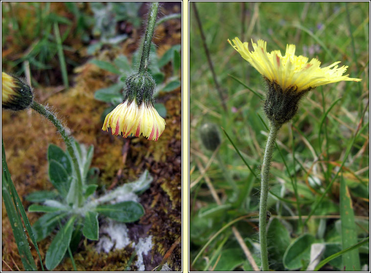 Mouse-ear Hawkweed, Pilosella officinarum, Searbh na muc