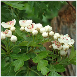 Hawthorn, Crataegus monogyna, Sceach gheal