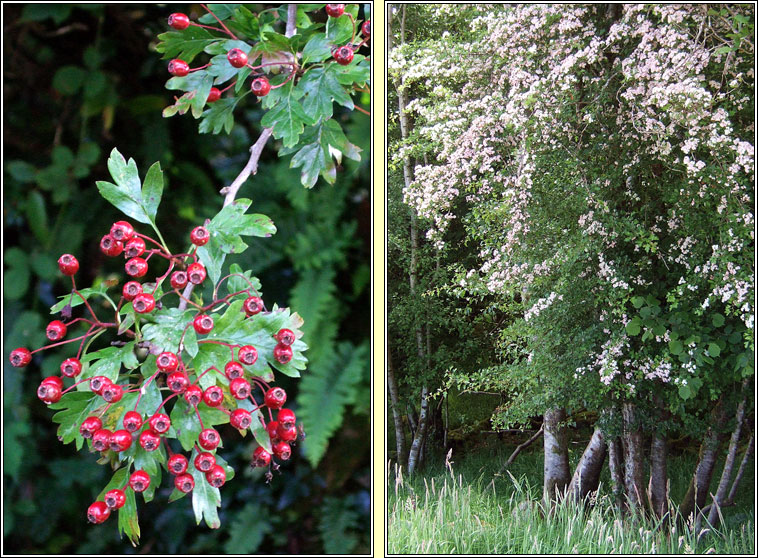 Hawthorn, Crataegus monogyna, Sceach gheal