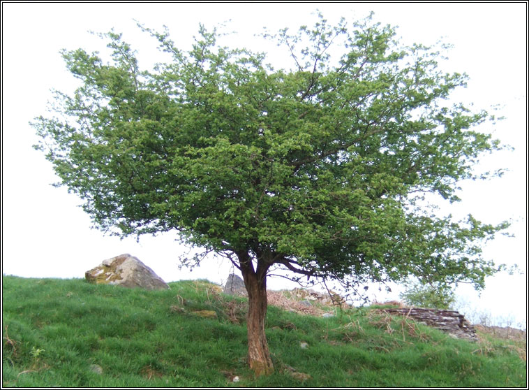 Hawthorn, Crataegus monogyna, Sceach gheal