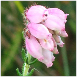 Cross-leaved Heath, Erica tetralix, Fraoch naosca