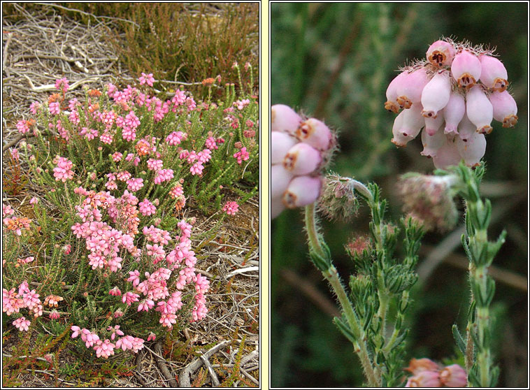 Cross-leaved Heath, Erica tetralix, Fraoch naosca