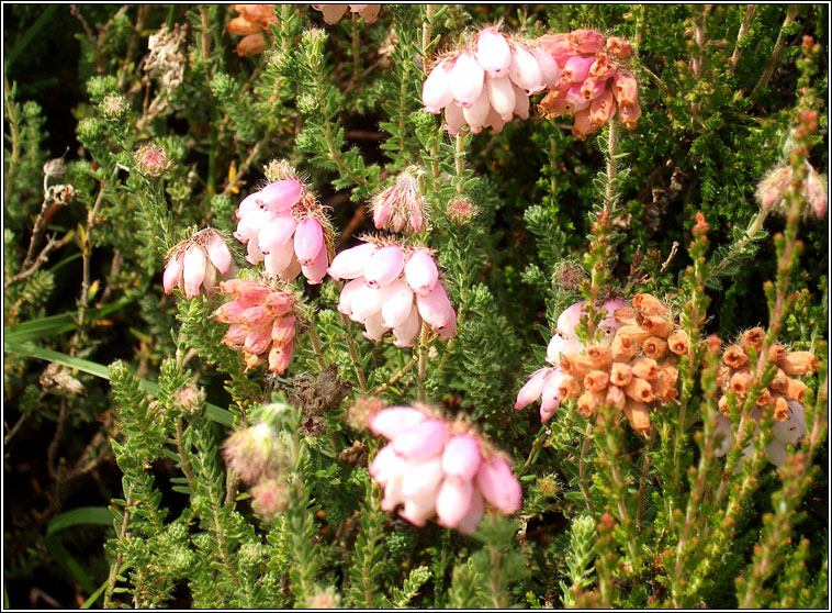 Cross-leaved Heath, Erica tetralix, Fraoch naosca